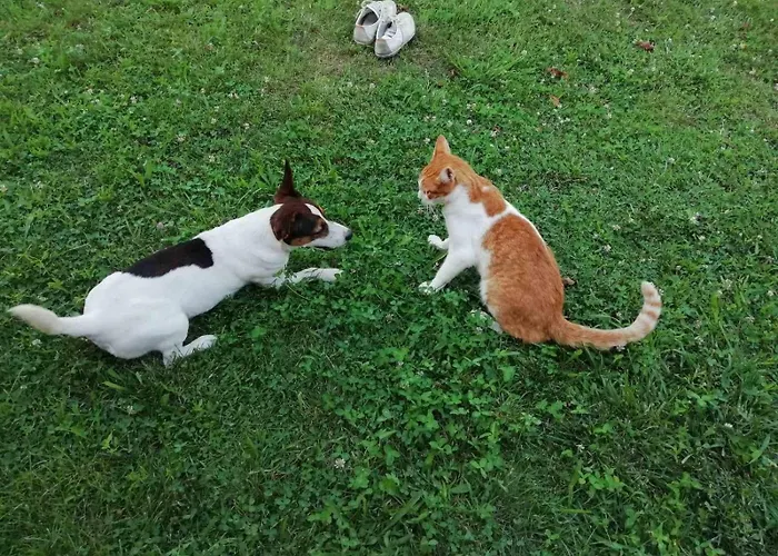 Oaza Mira Dom wakacyjny Mozgovo