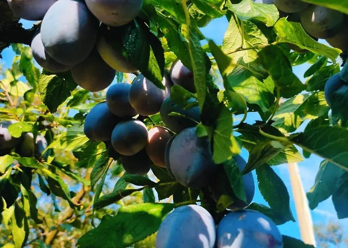 度假居 Oaza Mira Mozgovo