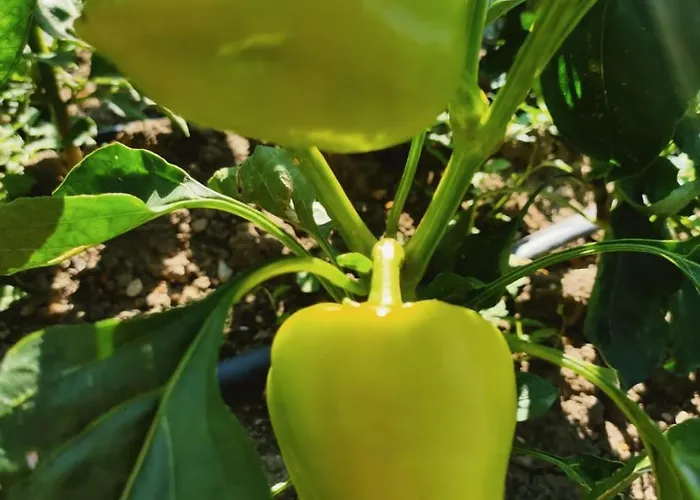 Oaza Mira Dom wakacyjny