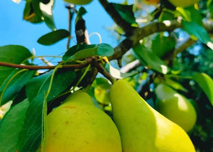 Dom wakacyjny Oaza Mira *