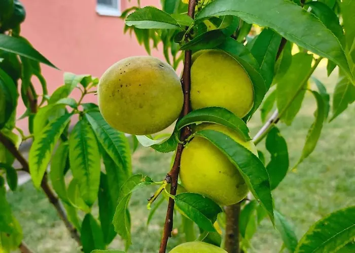 Oaza Mira 度假居 Mozgovo