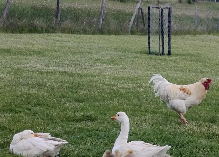 度假居 Oaza Mira *