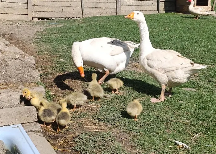 Dom wakacyjny Oaza Mira Mozgovo